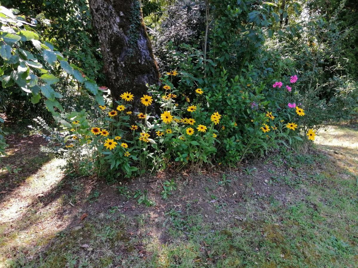 Cabanas Los Canelos Hermosa Granja En プコン エクステリア 写真